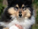 Puppies for sale