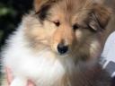 Puppies for sale