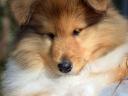 Puppies for sale