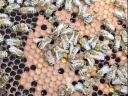 Hunor hive for sale