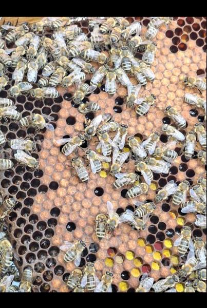 Hunor hive for sale