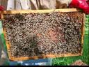 Hunor hive for sale
