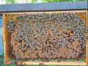 Hunor hive for sale