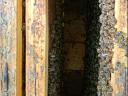 Hunor hive for sale