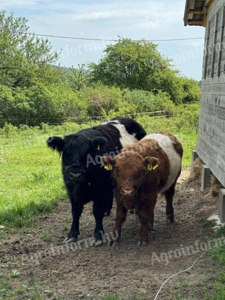 Galloway kráva a býk na prodej