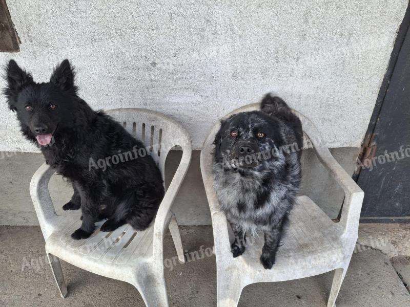 Mudis are adoptable