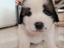 Moscow guard dog and Kangal mix puppy