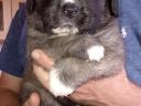 Moscow guard dog and Kangal mix puppy