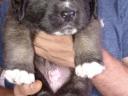 Moscow guard dog and Kangal mix puppy