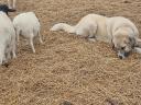 Moscow guard dog and Kangal mix puppy
