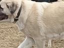Moscow guard dog and Kangal mix puppy