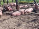 Pregnant sows for sale