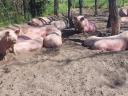 Pregnant sows for sale