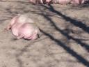 Pregnant sows for sale