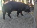 Duroc-Männchen zu verkaufen
