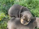 Hungarian vizsla - rottweiler puppies for adoption