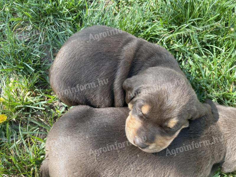 Hungarian vizsla - rottweiler puppies for adoption