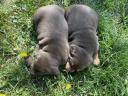 Hungarian vizsla - rottweiler puppies for adoption