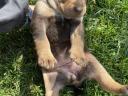 Hungarian vizsla - rottweiler puppies for adoption