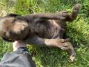 Hungarian vizsla - rottweiler puppies for adoption