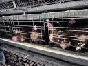 Egg hens