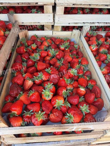 Strawberries, strawberries, strawberries