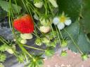 Strawberries, strawberries, strawberries