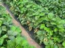 Strawberries, strawberries, strawberries