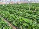 Strawberries, strawberries, strawberries