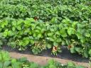 Strawberries, strawberries, strawberries