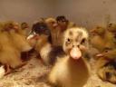 Hungarian duck