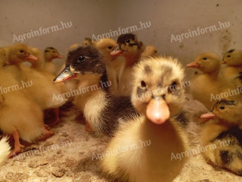 Hungarian duck