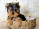 Pedigree, quality Yorkshire Terrier puppies for sale