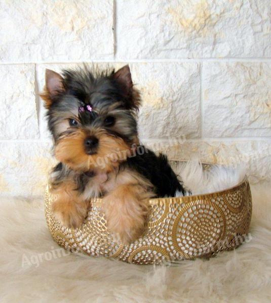 Pedigree, quality Yorkshire Terrier puppies for sale