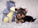 Pedigree, quality Yorkshire Terrier puppies for sale