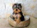 Pedigree, quality Yorkshire Terrier puppies for sale