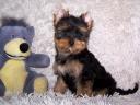 Pedigree, quality Yorkshire Terrier puppies for sale