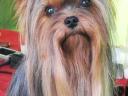 Pedigree, quality Yorkshire Terrier puppies for sale
