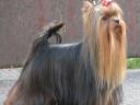 Pedigree, quality Yorkshire Terrier puppies for sale