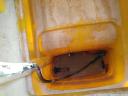 Project 300 litre fan sprayer
