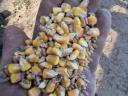 Mixed maize and triticale