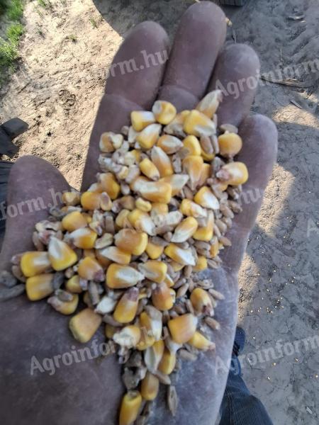 Mixed maize and triticale