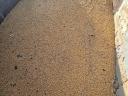 Mixed maize and triticale