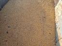 Mixed maize and triticale
