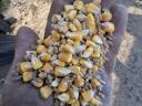 Mixed maize and triticale