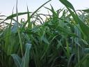 Sudanese grass Mataco