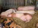 Mastschweine würden sich bewegen
