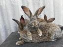 Hungarian giant hare