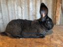 Hungarian giant hare
