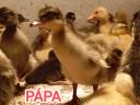 Quail Snail-eating duck